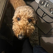 Cali joined the competition — help win amazing prizes! dog, curly_hair, pet, indoor, feeding_station, metal_bowls, carpet, curious, close_up, brown_dog, floor, animal, companion, cute, looking_up, home, furniture, domestic, friendly, paw