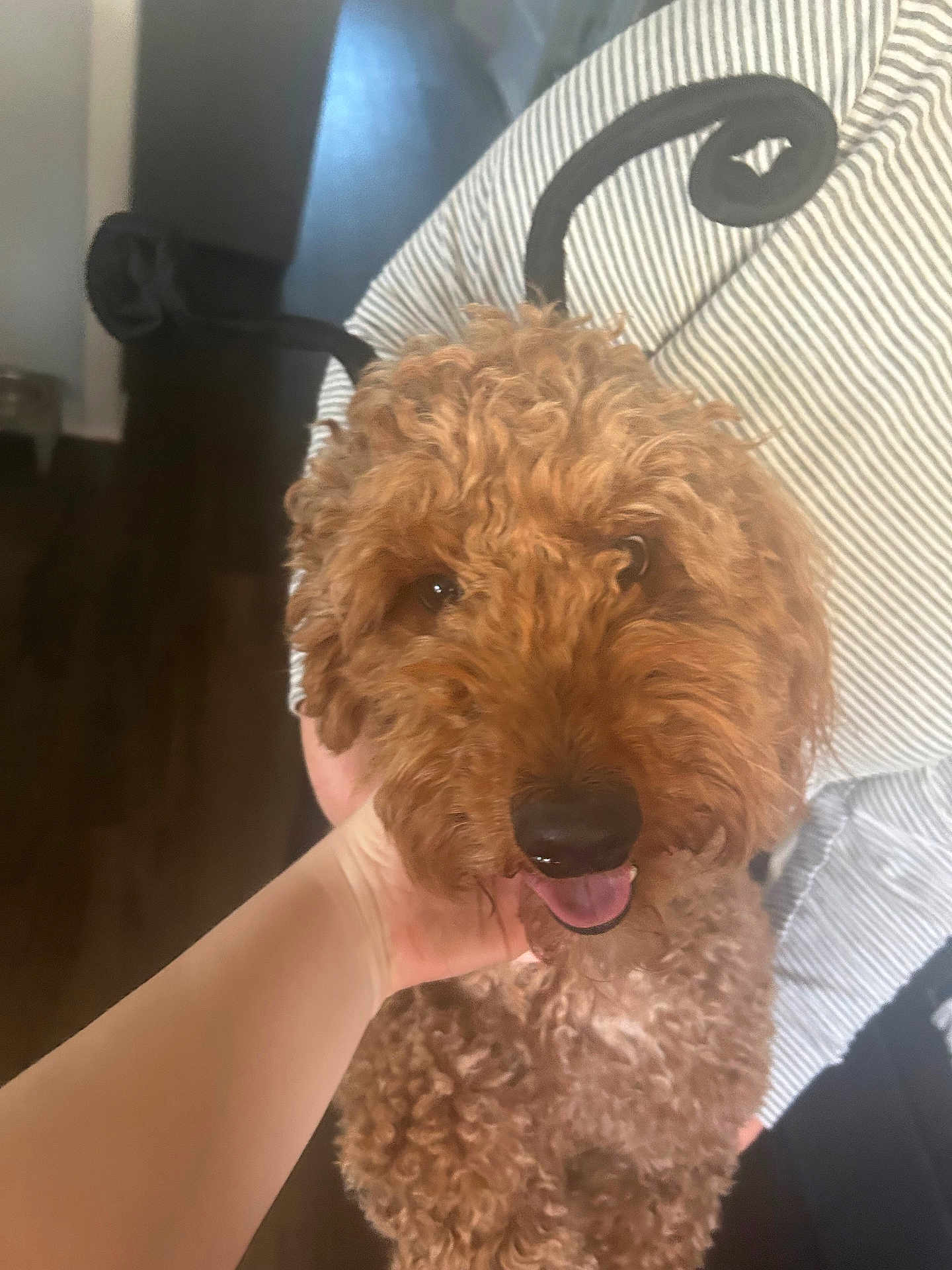 Cali is registered to the contest to win money with this photo: dog, curly_hair, pet, animal, hand, indoor, close_up, happy, tongue_out, brown_fur, striped_fabric, furniture, person, holding, face, cute, companion, domestic, friendly, canine
