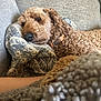 Cali joined the competition — help win amazing prizes! dog, curly_hair, couch, pillow, blanket, resting, relaxed, indoor, pet, brown_fur, collar, soft_texture, cozy, living_room, close_up, animal, fur, comfort, sleepy, domestic