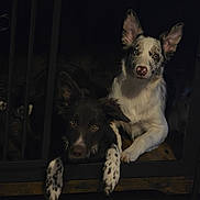 Onyx And Nova is registered to the contest to win money with this photo: dog, dogs, cage, metal_bars, wooden_floor, paws, paw, ears, attentive, portrait, close_up, muzzle, spotted_fur, white_fur, black_fur, eyes, pair, indoor, cozy, resting