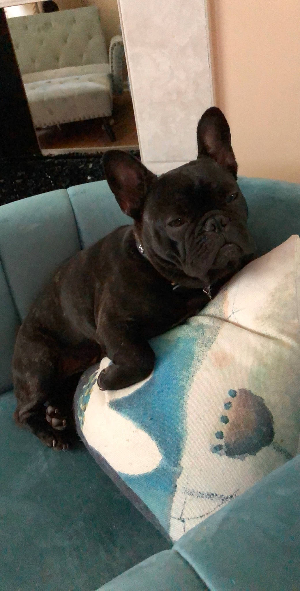 Vader is registered to the contest to win money with this photo: bulldog, canidae, carnivore, companion_dog, dog, dog_breed, fawn, french_bulldog, mammal, non_sporting_group, puppy, snout, toy_bulldog, vertebrate