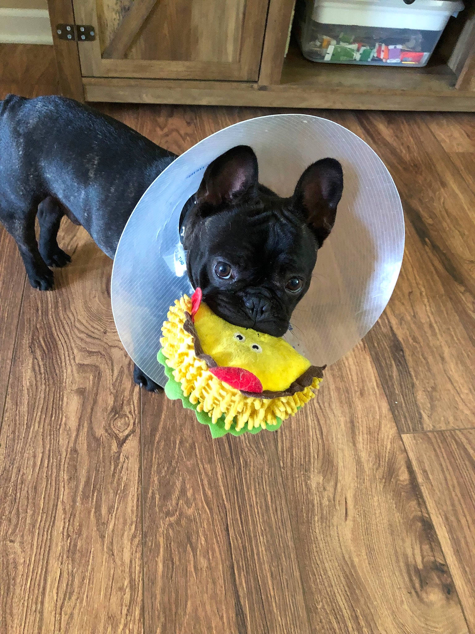 Vader is registered to the contest to win money with this photo: bulldog, canidae, carnivore, companion_dog, dog, dog_breed, dog_clothes, dog_collar, dog_supply, dog_toy, fawn, floor, french_bulldog, hardwood, non_sporting_group, snout, table, wood