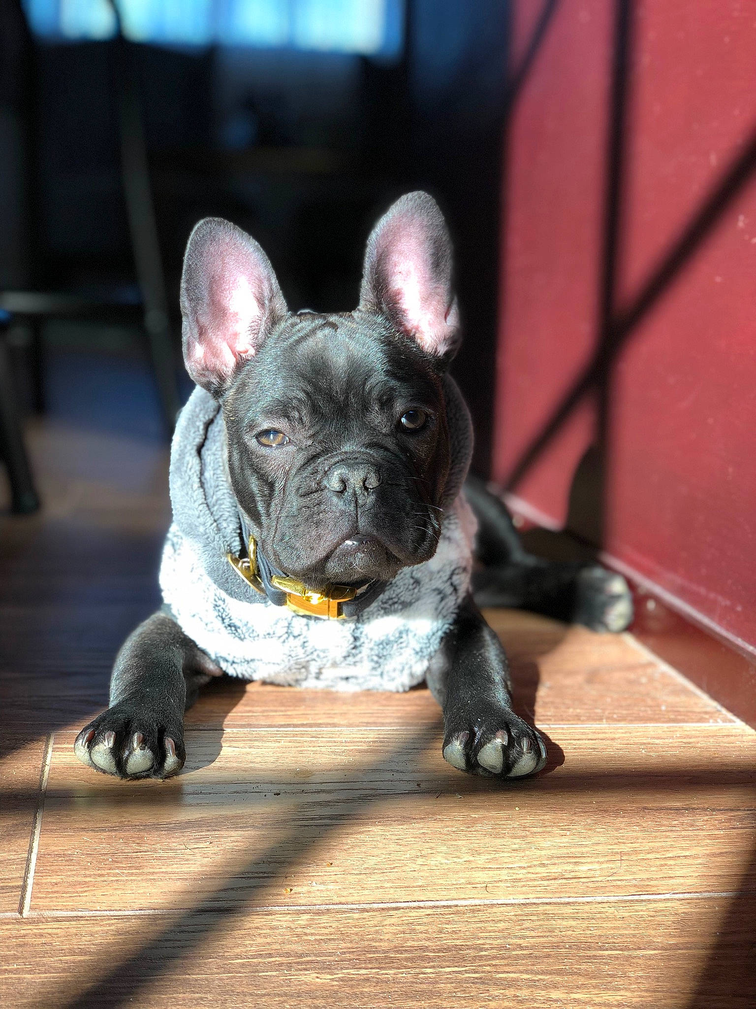 Vader is registered to the contest to win money with this photo: bulldog, canidae, carnivore, companion_dog, dog, dog_breed, fawn, french_bulldog, mammal, molosser, non_sporting_group, olde_english_bulldogge, puppy, rare_breed_dog, snout, toy_bulldog, vertebrate