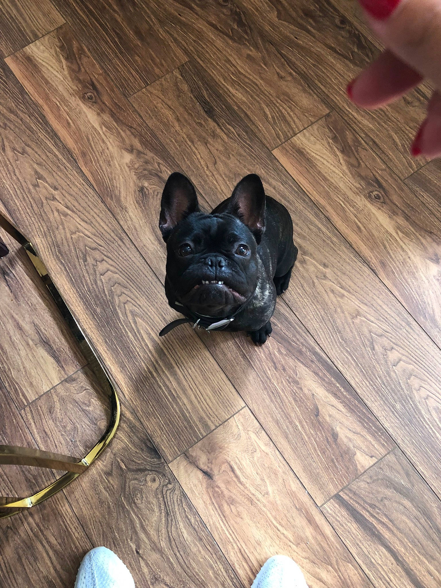 Vader is registered to the contest to win money with this photo: bulldog, canidae, carnivore, companion_dog, dog, dog_breed, fawn, floor, flooring, french_bulldog, hardwood, mammal, non_sporting_group, puppy, snout, wood, wood_flooring