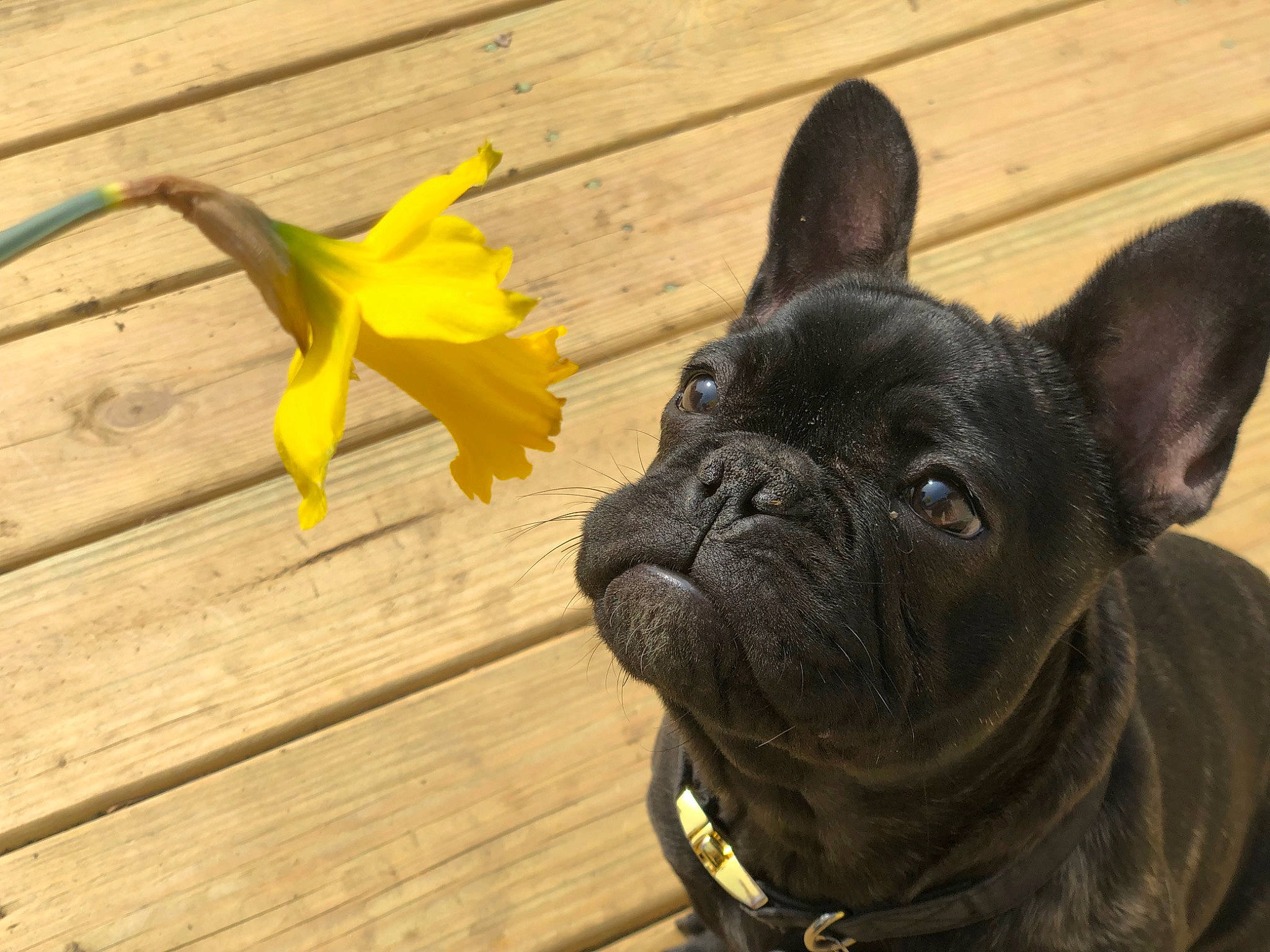 Vader is registered to the contest to win money with this photo: bulldog, canidae, carnivore, companion_dog, dog, dog_breed, dog_collar, fawn, french_bulldog, mammal, non_sporting_group, puppy, snout, toy_bulldog, vertebrate