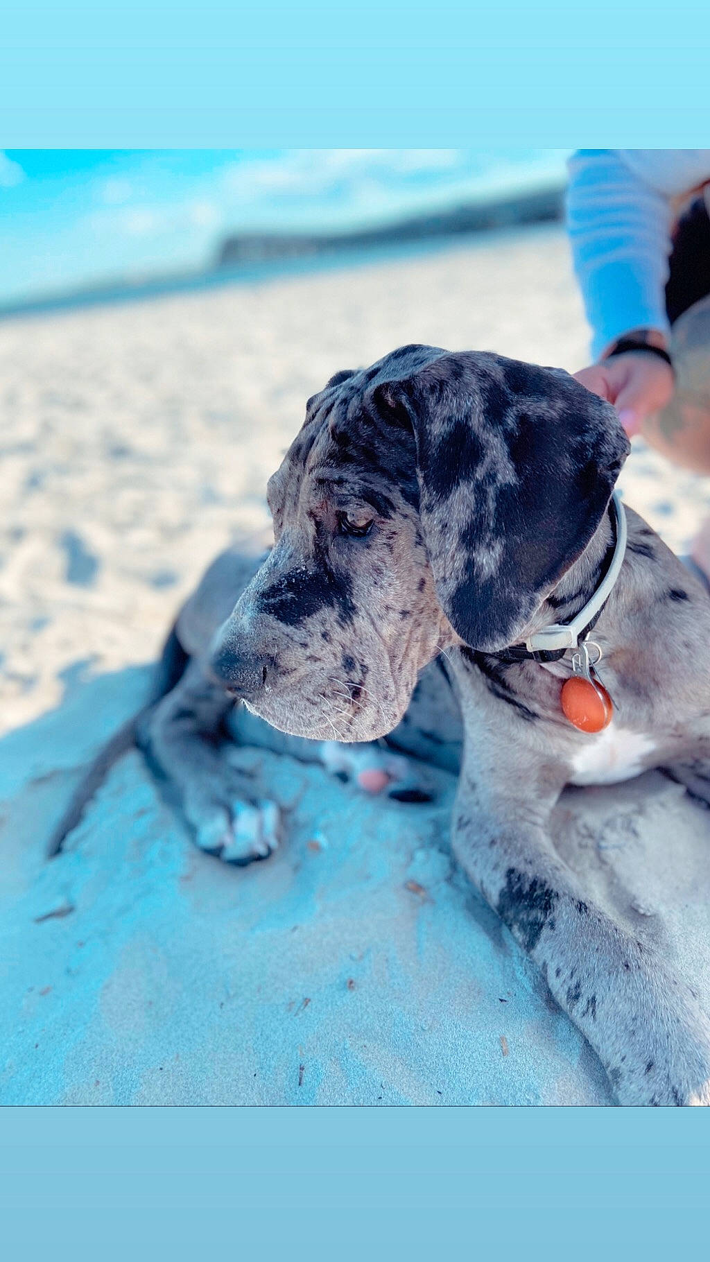 Coast joined the competition — help win amazing prizes! canidae, carnivore, dog, dog_breed, great_dane, guard_dog, non_sporting_group, pointer, snout, sporting_group, water, working_dog