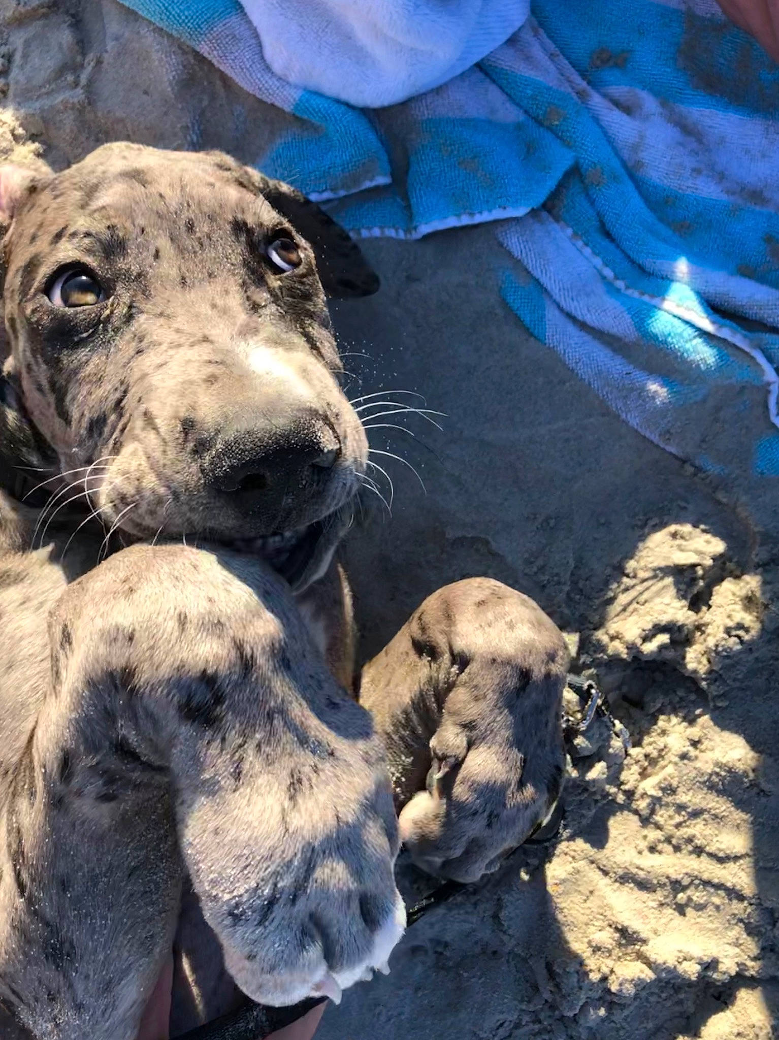 Coast joined the competition — help win amazing prizes! canidae, carnivore, dog, dog_breed, fawn, great_dane, non_sporting_group, snout, vertebrate