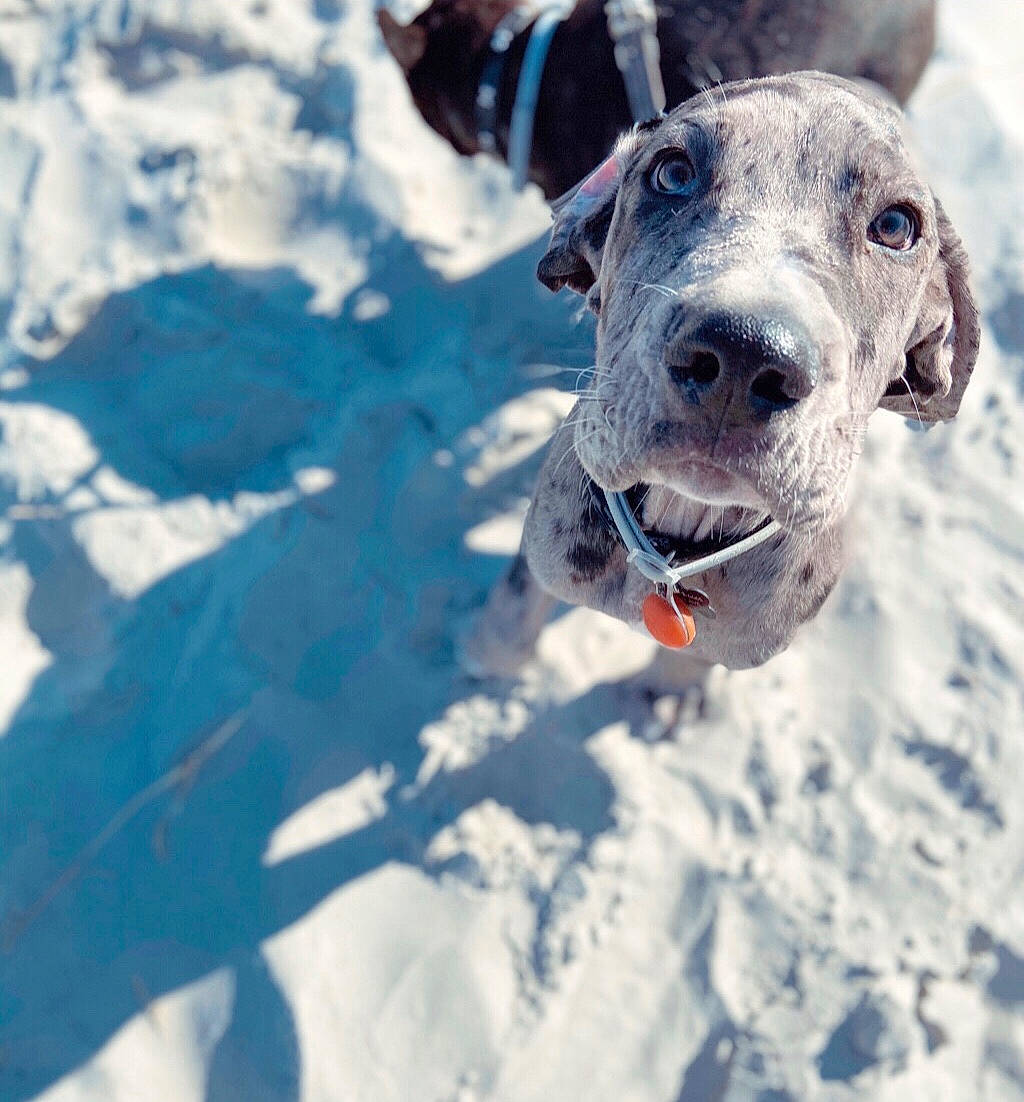 Coast is registered to the contest to win money with this photo: canidae, carnivore, dog, dog_breed, great_dane, guard_dog, louisiana_catahoula_leopard_dog, mammal, non_sporting_group, pointer, sky, snout, snow, sporting_group, water, weimaraner, winter, working_dog