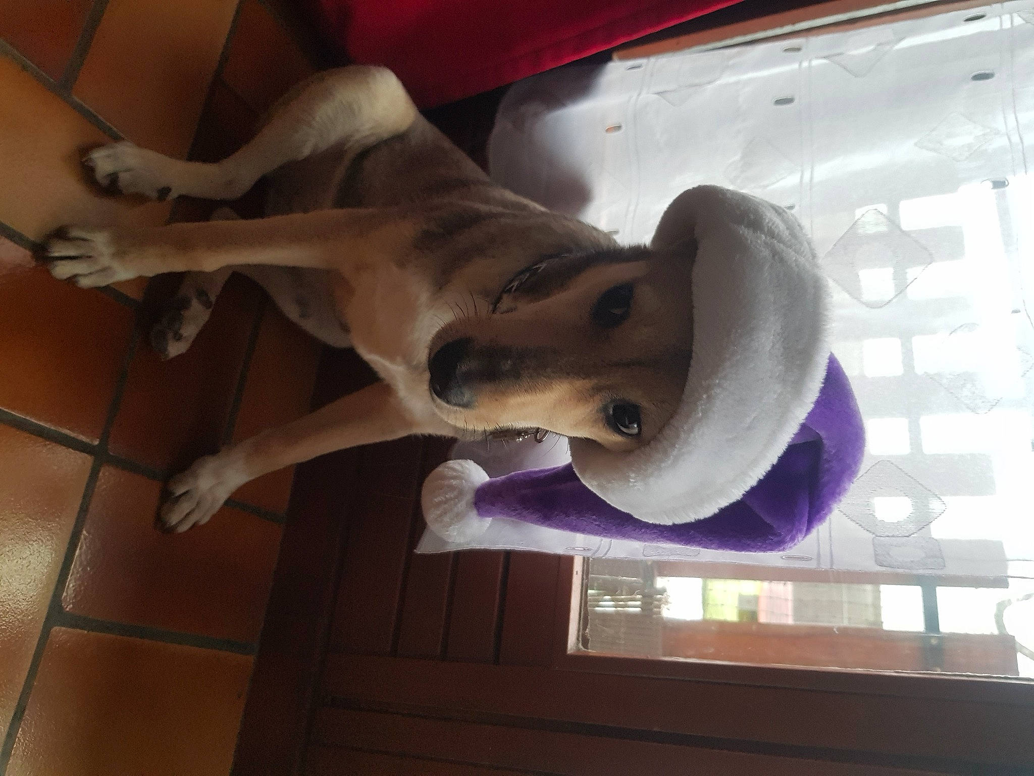 Chanel a rejoint le concours — aidez-le/la à gagner de superbes lots ! canidae, carnivore, companion_dog, dog, dog_breed, ear, fawn, flooring, hardwood, jaw, mammal, paw, snout, sporting_group, tail, vertebrate, window, wood, working_animal