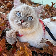 Missy joined the competition — help win amazing prizes! animal, autumn_leaves, blue_eyes, cat, closeup, curious, cute, domestic_cat, fall, feline, fluffy_fur, garden, leaf_litter, nature, outdoor, pet, pink_harness, relaxed, whiskers, young_cat