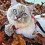 animal, autumn_leaves, blue_eyes, cat, closeup, curious, cute, domestic_cat, fall, feline, fluffy_fur, garden, leaf_litter, nature, outdoor, pet, pink_harness, relaxed, whiskers, young_cat