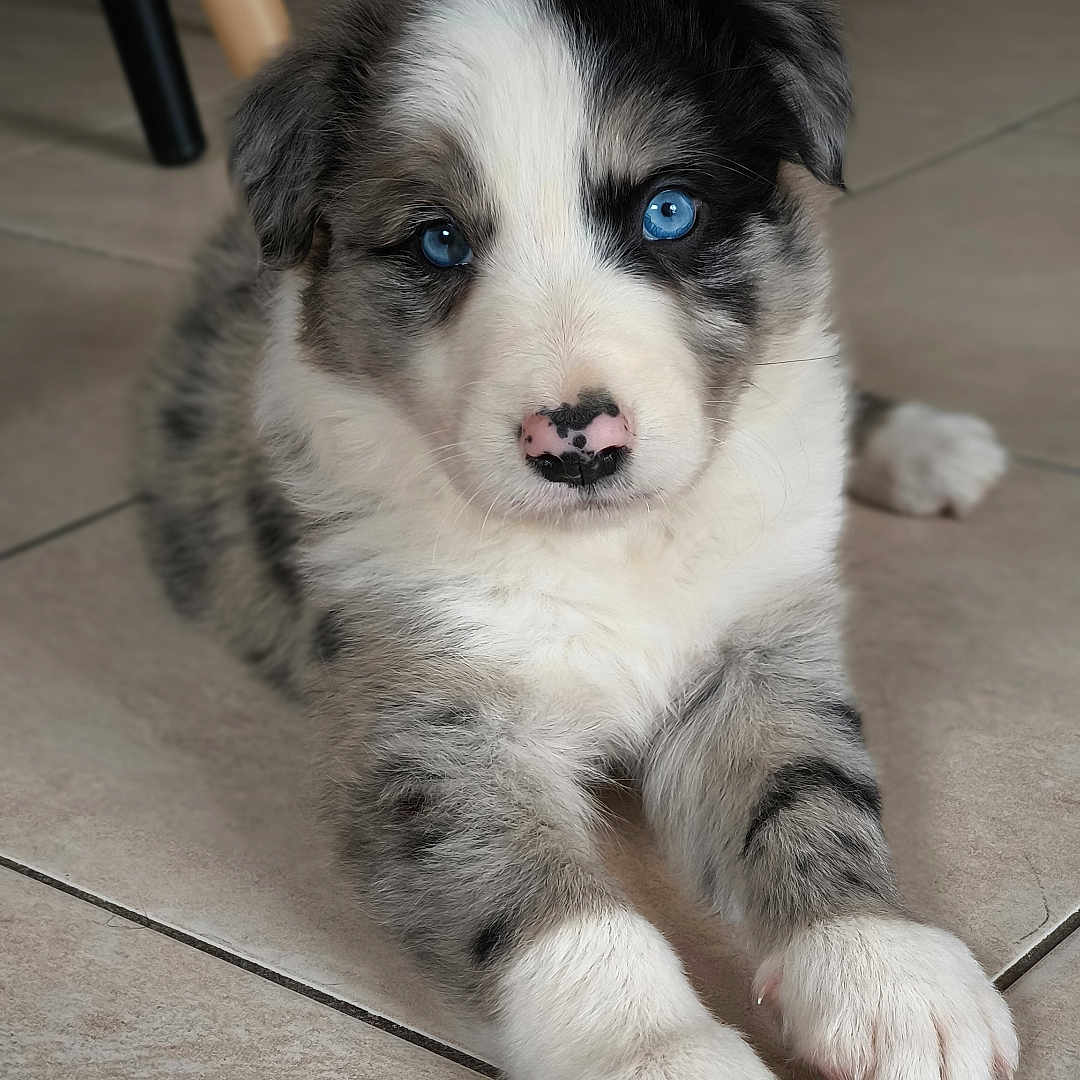 Koda participe au concours pour gagner de l'argent avec cette photo : accessories, animal, canine, cat, collie, dog, eskimodog, hardwood, hound, husky, kitten, path, pet, puppy, snout, strap, tile, walkway, whitedog, wood