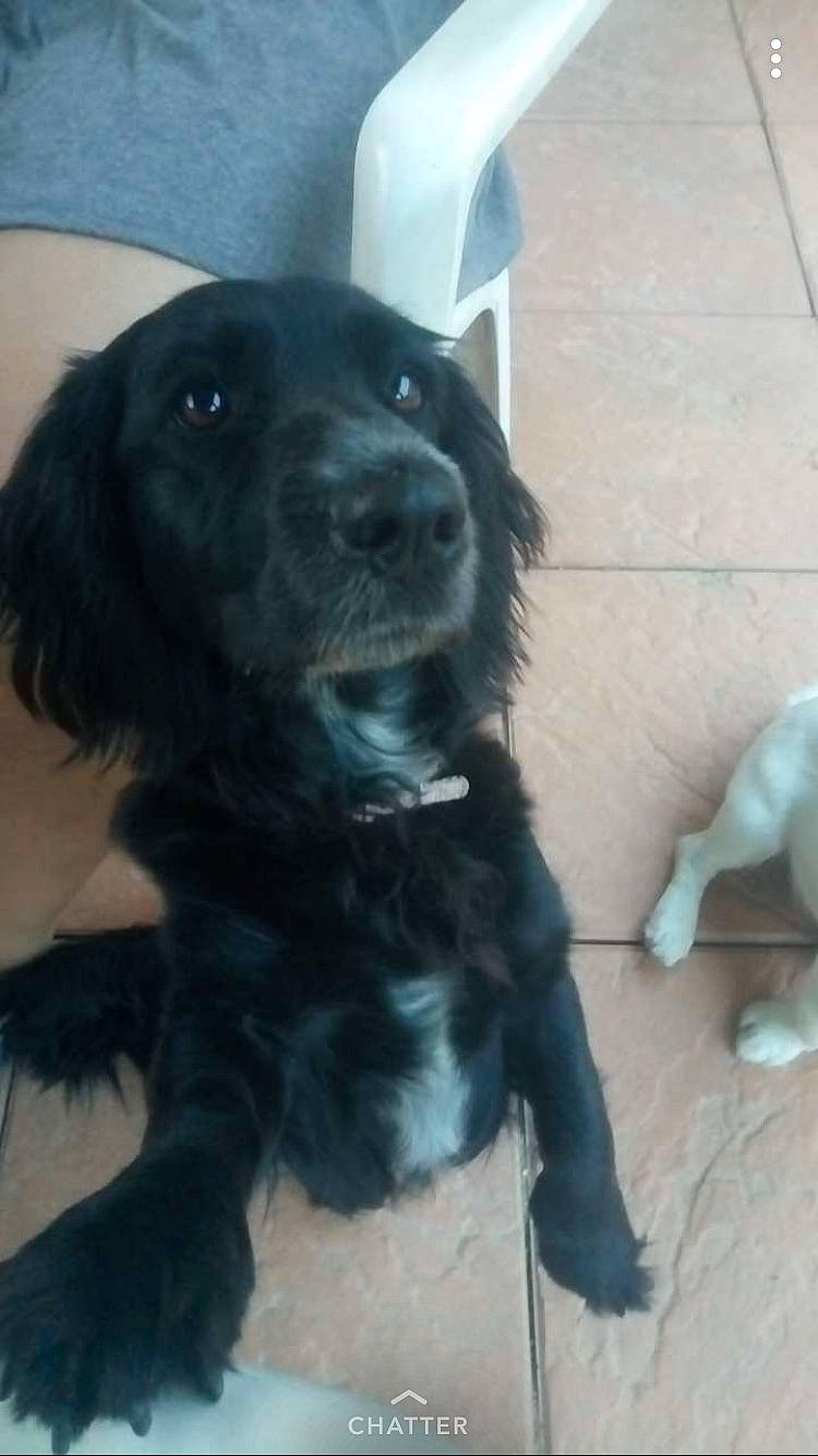 Liska a rejoint le concours — aidez-le/la à gagner de superbes lots ! beagador, boykin_spaniel, canidae, carnivore, cocker_spaniel, companion_dog, dog, dog_breed, english_cocker_spaniel, flat_coated_retriever, german_spaniel, labrador_retriever, mammal, puppy, rare_breed_dog, retriever, russian_spaniel, spaniel, sporting_group, vertebrate