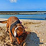 Asko participe au concours pour gagner de l'argent avec cette photo : animal, beach, brown_dog, clouds, coast, daytime, digging, dog, harness, nature, outdoor, pet, playful, recreation, sand, shells, shore, sky, sunny, water