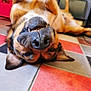 animal, black_fur, brown_fur, canine, close_up, cute, dog, domestic_animal, ears, floor, funny, indoor, lying_down, muzzle, nose, pet, playful, teeth, tile_floor, upside_down