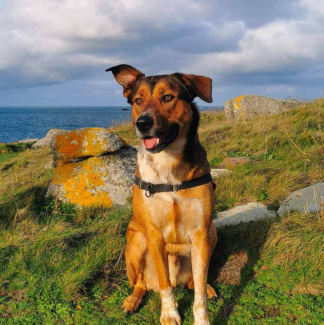 Asko a rejoint le concours — aidez-le/la à gagner de superbes lots ! carnivore, cloud, collar, companion_dog, dog, dog_breed, dog_collar, dog_supply, fawn, grass, guard_dog, landscape, leash, plant, sky, sporting_group, street_dog, water, working_animal, working_dog