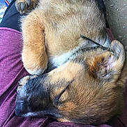 Asko a rejoint le concours — aidez-le/la à gagner de superbes lots ! animal, black, brown, casual, closeup, companion, cute, dog, fur, lap, outdoor, paw, person, pet, puppy, relaxing, resting, sleeping, whiskers, young