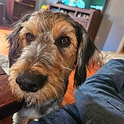 Rebel is registered to the contest to win money with this photo: background, black, brown, close_up, curious, dog, eyes, fur, furniture, home, indoors, jeans, living_room, person, pet, relaxed, snout, table, television, wood_floor