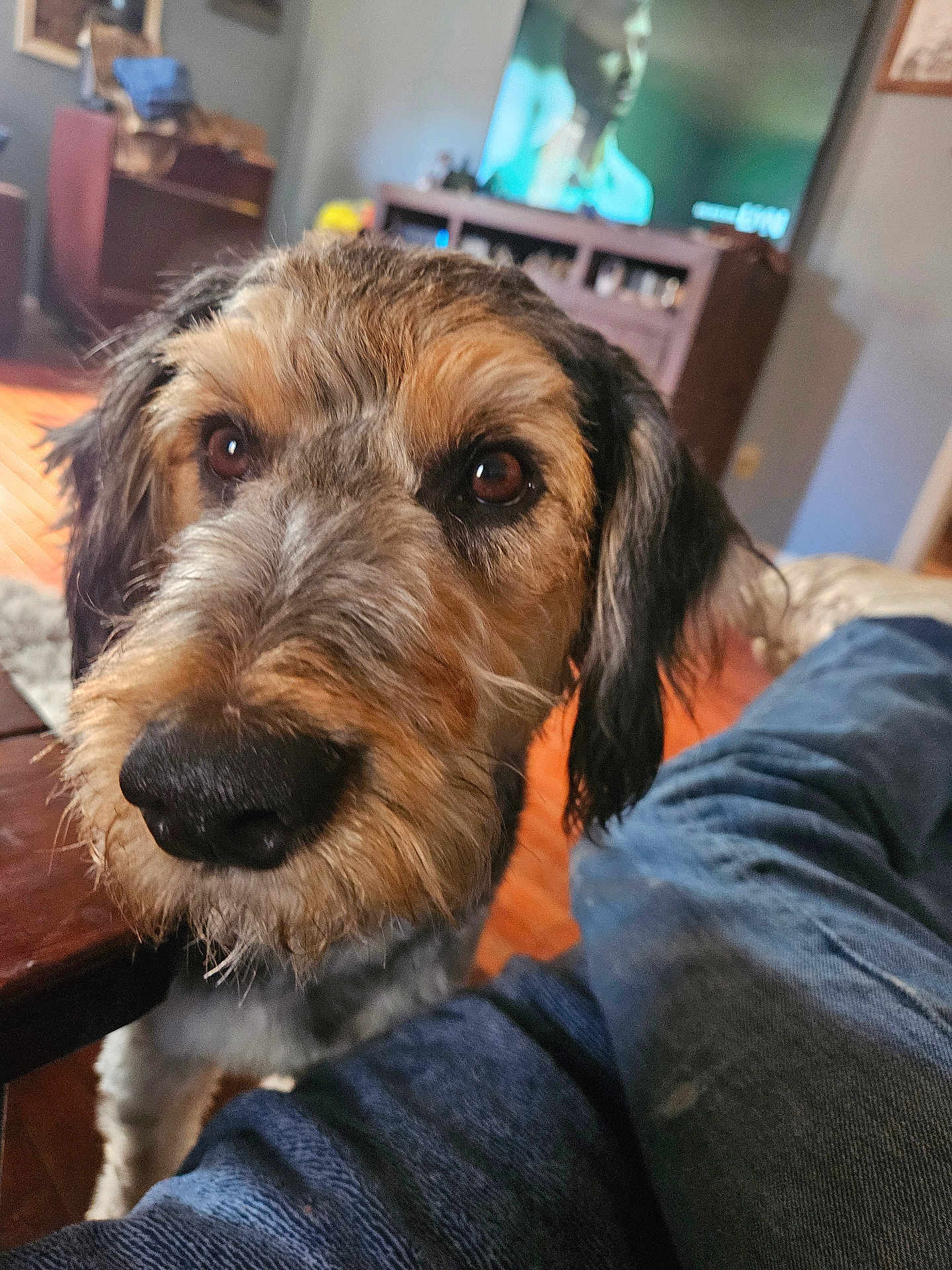 Rebel is registered to the contest to win money with this photo: background, black, brown, close_up, curious, dog, eyes, fur, furniture, home, indoors, jeans, living_room, person, pet, relaxed, snout, table, television, wood_floor