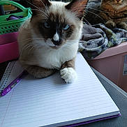 Halsin is registered to the contest to win money with this photo: cat, notebook, pen, blanket, indoor, feline, blue_eyes, tabby_cat, siamese_cat, pet, domestic_animal, resting, table, storage_bin, curtains, relaxing, fur, whiskers, claws, writing