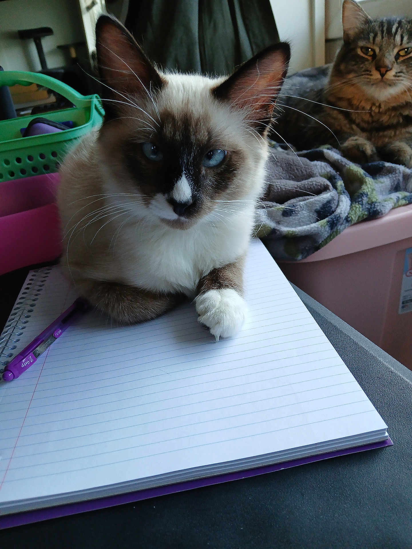 Halsin is registered to the contest to win money with this photo: cat, notebook, pen, blanket, indoor, feline, blue_eyes, tabby_cat, siamese_cat, pet, domestic_animal, resting, table, storage_bin, curtains, relaxing, fur, whiskers, claws, writing