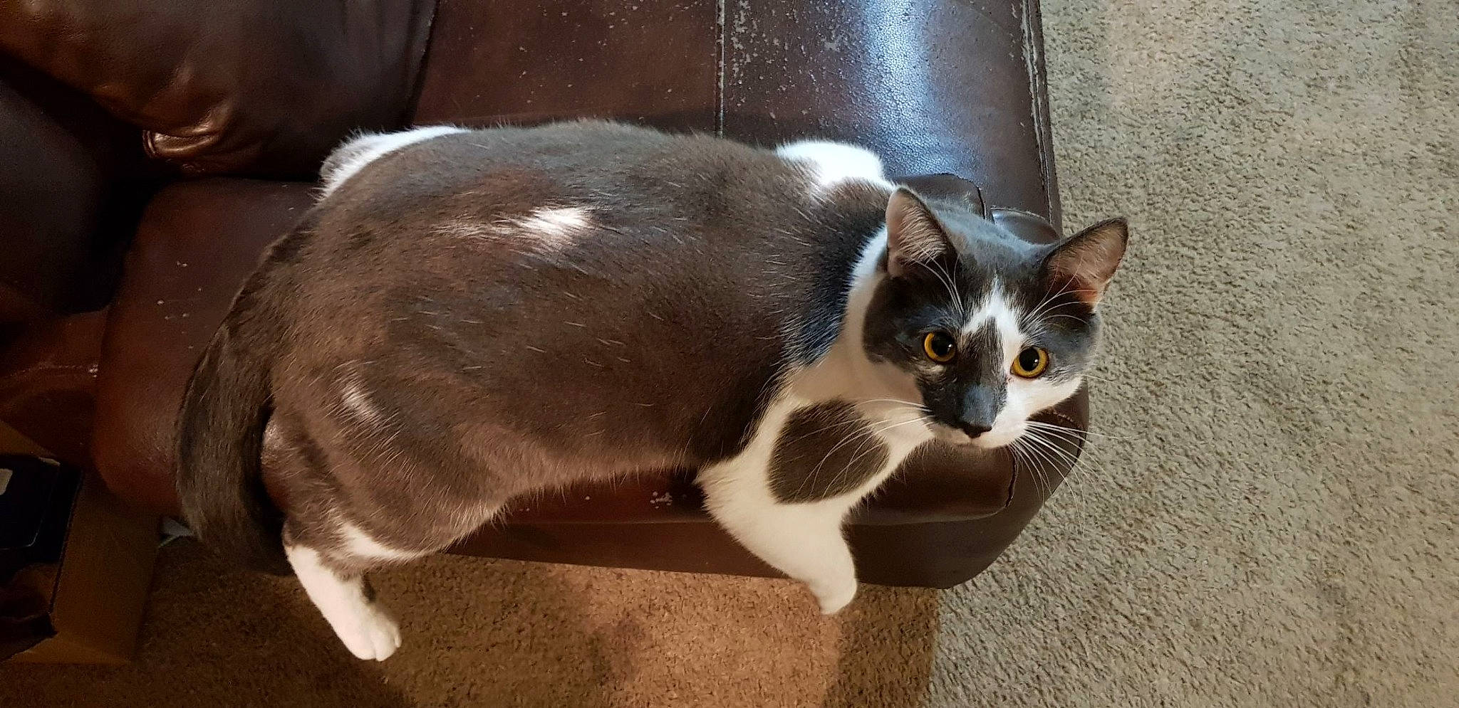 Mordecai is registered to the contest to win money with this photo: carnivore, cat, claw, comfort, domestic_short_haired_cat, felidae, flooring, foot, fur, paw, small_to_medium_sized_cats, snout, tail, terrestrial_animal, whiskers, window