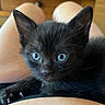 animal, black_kitten, blue_eyes, cat, close_up, cozy, curious, cute, domestic_cat, fur, indoor, kitten, lap, legs, person, pet, tiled_floor, whiskers, wooden_furniture, young
