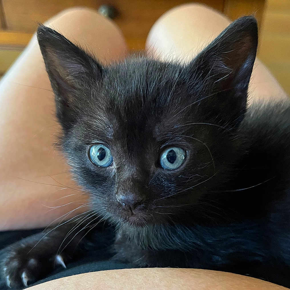 Joy participe au concours pour gagner de l'argent avec cette photo : black_kitten, blue_eyes, cat, kitten, lap, indoor, person, legs, wooden_furniture, tiled_floor, pet, cute, animal, fur, whiskers, close_up, curious, young, domestic_cat, cozy