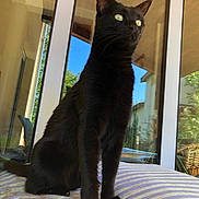 Appy participe au concours pour gagner de l'argent avec cette photo : cat, black_cat, feline, pet, animal, window, glass_door, cushion, striped_bed, indoor, portrait, whiskers, ears, paws, sitting, reflection, sunlight, home, cozy, vertical_view