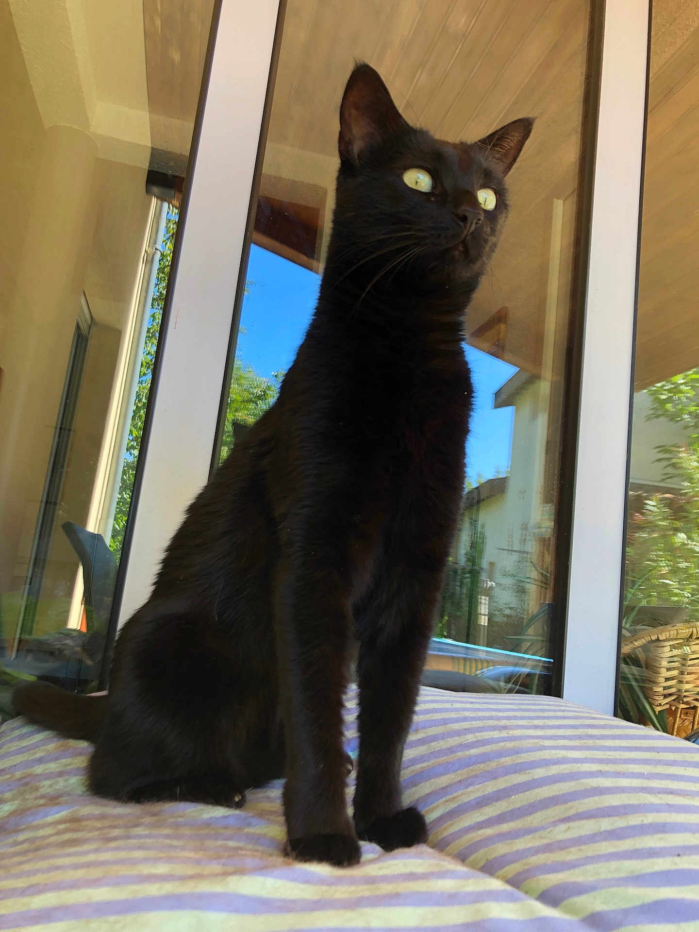 Appy participe au concours pour gagner de l'argent avec cette photo : cat, black_cat, feline, pet, animal, window, glass_door, cushion, striped_bed, indoor, portrait, whiskers, ears, paws, sitting, reflection, sunlight, home, cozy, vertical_view