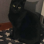 Pixel participe au concours pour gagner de l'argent avec cette photo : abyssinian, animal, blackcat, cat, egyptiancat, kitten, manx, pet