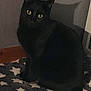 abyssinian, animal, blackcat, cat, egyptiancat, kitten, manx, pet