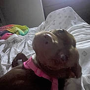 Shilo is registered to the contest to win money with this photo: animal, bed, blanket, blurry, canine, close_up, colorful_blanket, cozy, dog, domestic_animal, fur, furniture, indoor, low_light, lying_down, pet, pink_harness, resting, sleeping, white_sheets