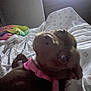 animal, bed, blanket, blurry, canine, close_up, colorful_blanket, cozy, dog, domestic_animal, fur, furniture, indoor, low_light, lying_down, pet, pink_harness, resting, sleeping, white_sheets