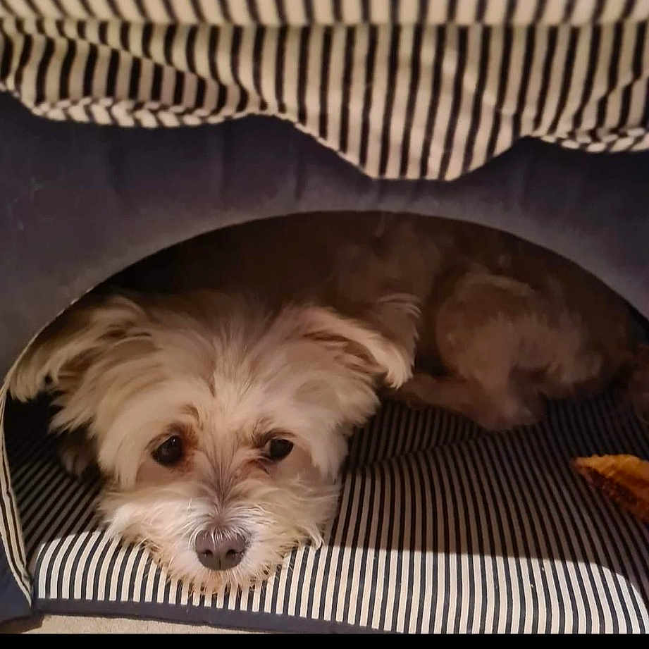 Daysi participe au concours pour gagner de l'argent avec cette photo : canidae, carnivore, comfort, companion_dog, dog, dog_breed, dog_supply, fawn, fur, liver, nap, non_sporting_group, puppy_love, shih_tzu, small_terrier, sporting_group, terrier, toy_dog, vertebrate, working_animal
