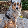 dog, australian_shepherd, blue_eyes, outdoor, wooden_platform, fur, pet, animal, sitting, nature, greenery, wood_chips, intense_gaze, ears, tail, collar, sunlight, portrait, canine, fence
