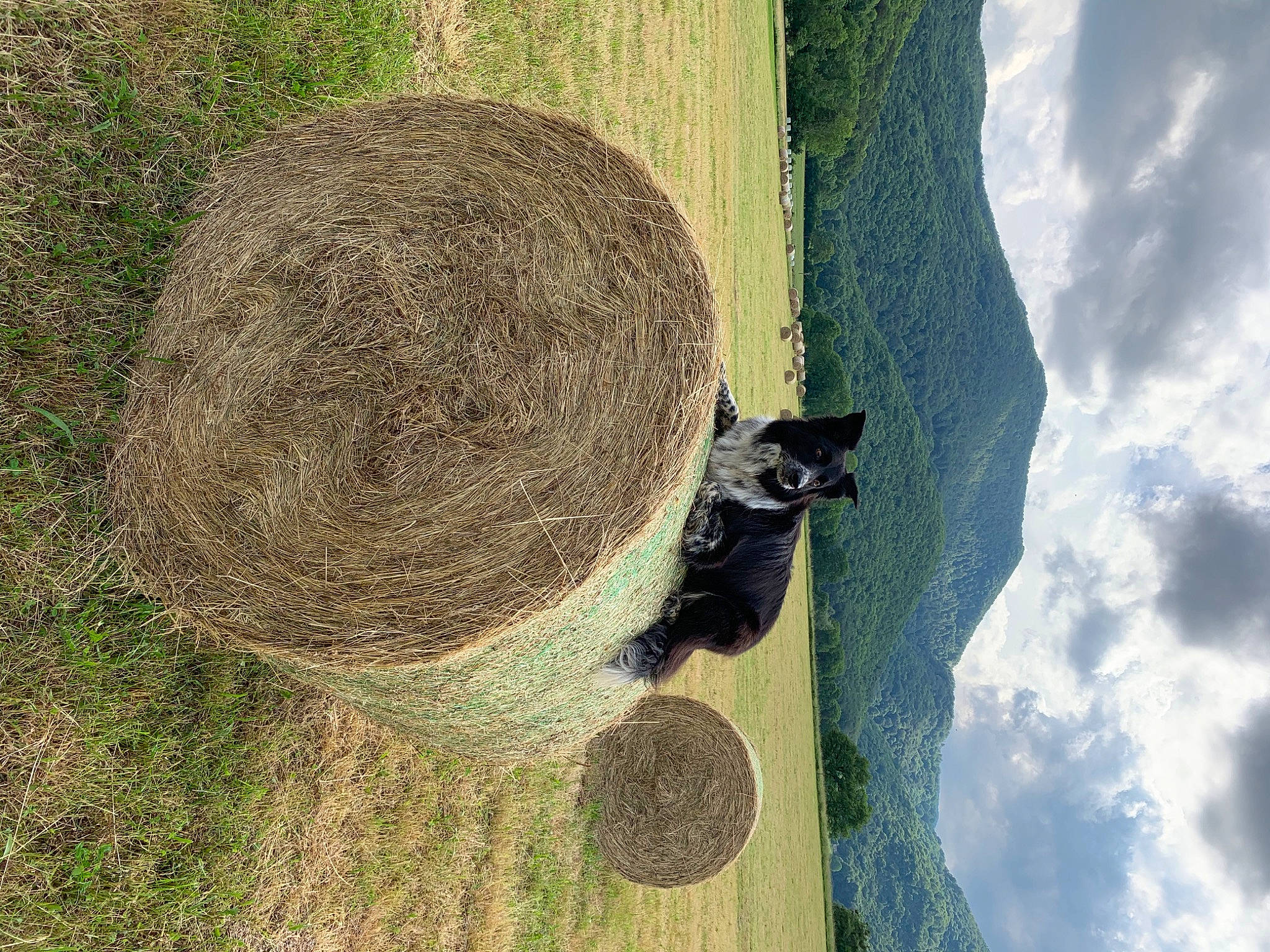 Foxie a rejoint le concours — aidez-le/la à gagner de superbes lots ! cat, felidae, grass, plant, tail, tree
