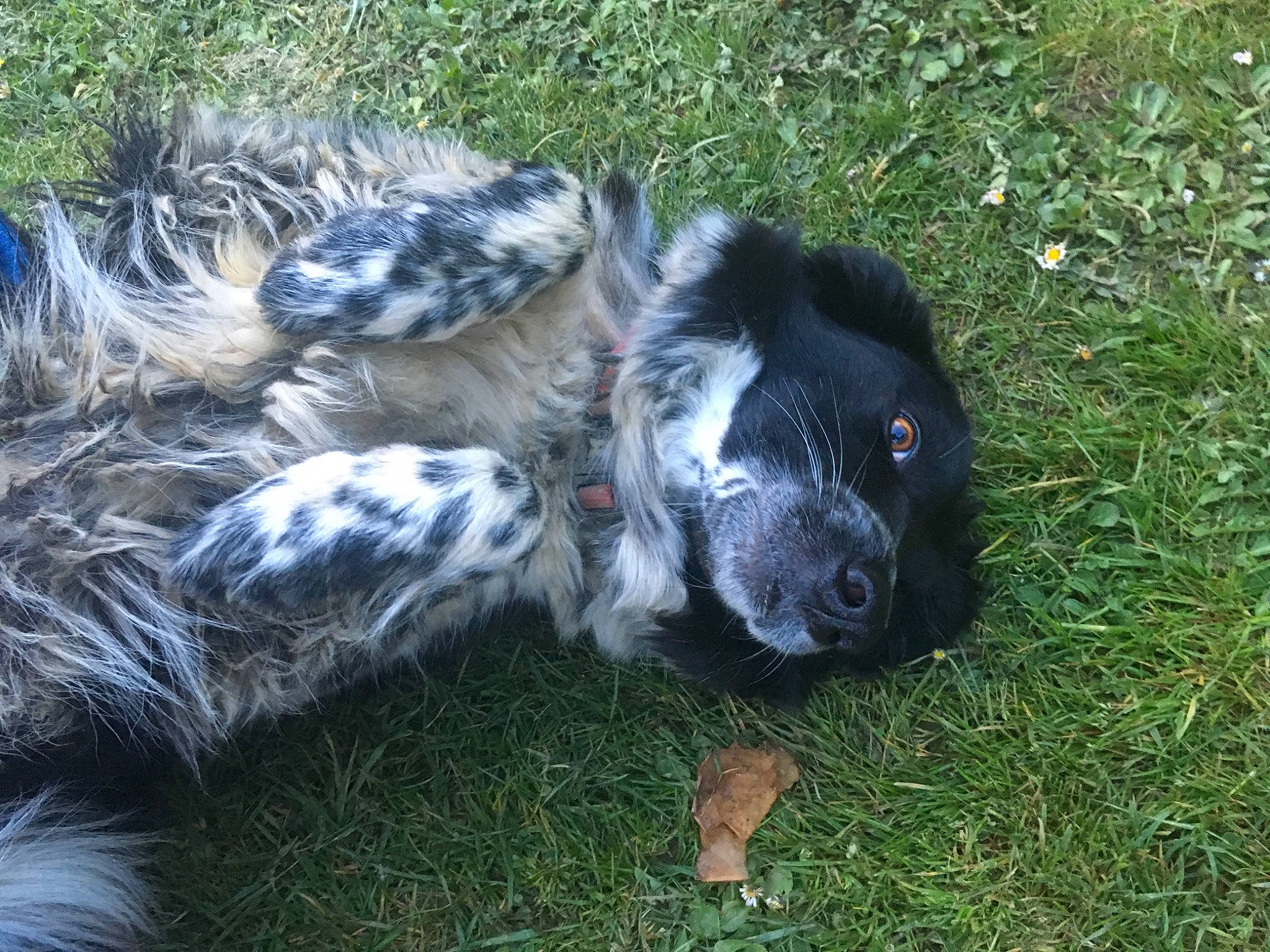 Foxie a rejoint le concours — aidez-le/la à gagner de superbes lots ! blue_picardy_spaniel, canidae, carnivore, dog, dog_breed, english_setter, german_spaniel, grass, large_munsterlander, mammal, small_munsterlander, sporting_group, stabyhoun, vertebrate