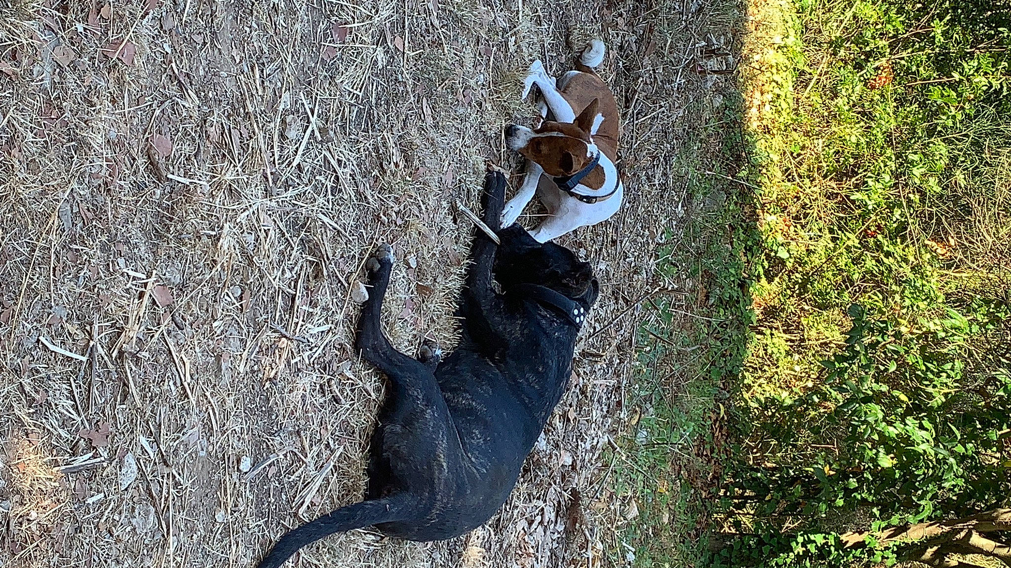 Luna participe au concours pour gagner de l'argent avec cette photo : canidae, carnivore, cat, dog_breed, fawn, felidae, grass, leash, shadow, small_to_medium_sized_cats, sporting_group, tail
