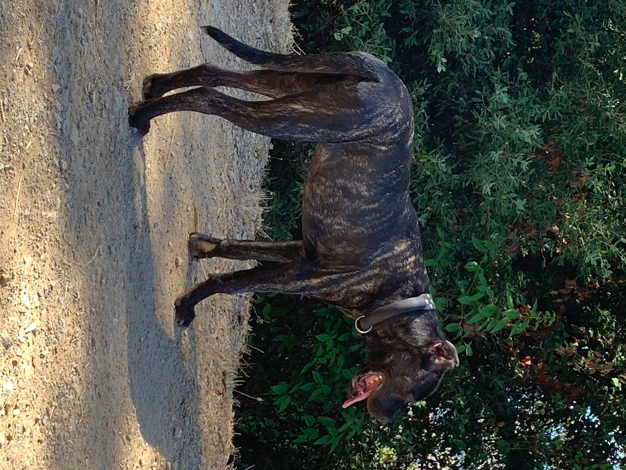 Luna participe au concours pour gagner de l'argent avec cette photo : art, branch, forest, plant, tree, trunk, wood, woody_plant