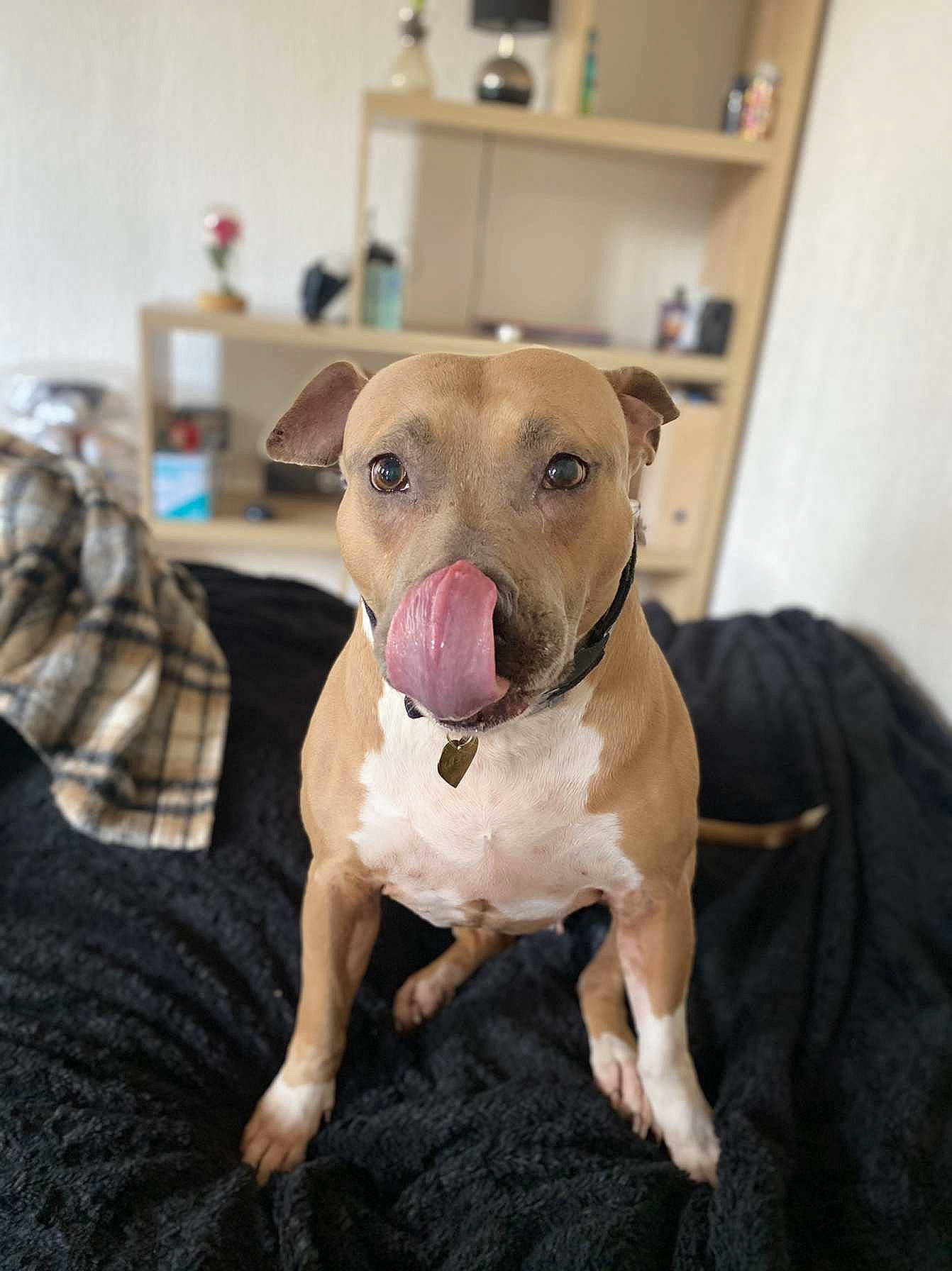 Chupa participe au concours pour gagner de l'argent avec cette photo : carnivore, collar, comfort, companion_dog, couch, dog, dog_breed, dog_clothes, dog_collar, dog_supply, fawn, fur, paw, pet_supply, plaid, snout, tartan, toy_dog, whiskers, working_animal