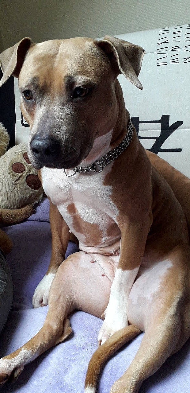 Chupa participe au concours pour gagner de l'argent avec cette photo : canidae, carnivore, collar, companion_dog, dog, dog_breed, dog_collar, dog_supply, fawn, guard_dog, leash, non_sporting_group, paw, pet_supply, sporting_group, whiskers, working_animal, working_dog