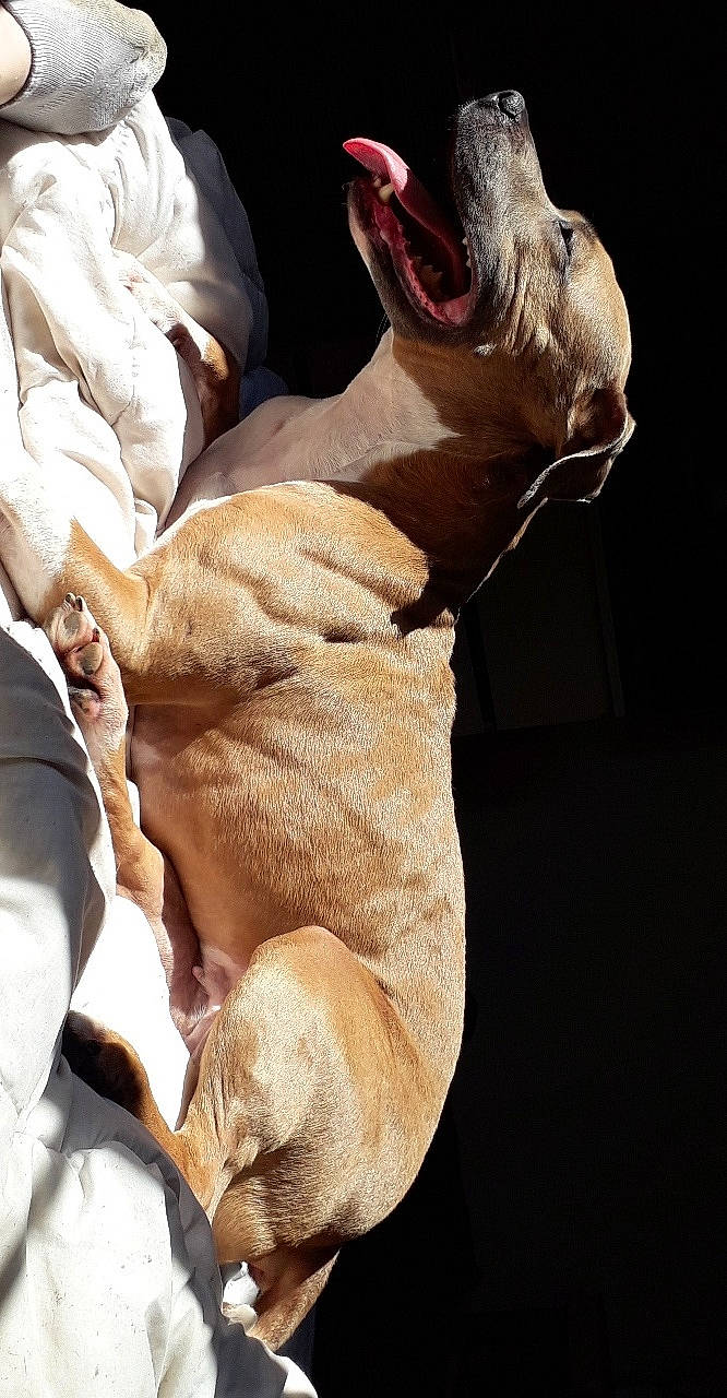 Chupa participe au concours pour gagner de l'argent avec cette photo : canidae, carnivore, chest, comfort, companion_dog, dog_breed, fawn, felidae, flesh, fur, gesture, human_body, human_leg, linens, paw, snout, sporting_group, sunglasses, whiskers, wrinkle