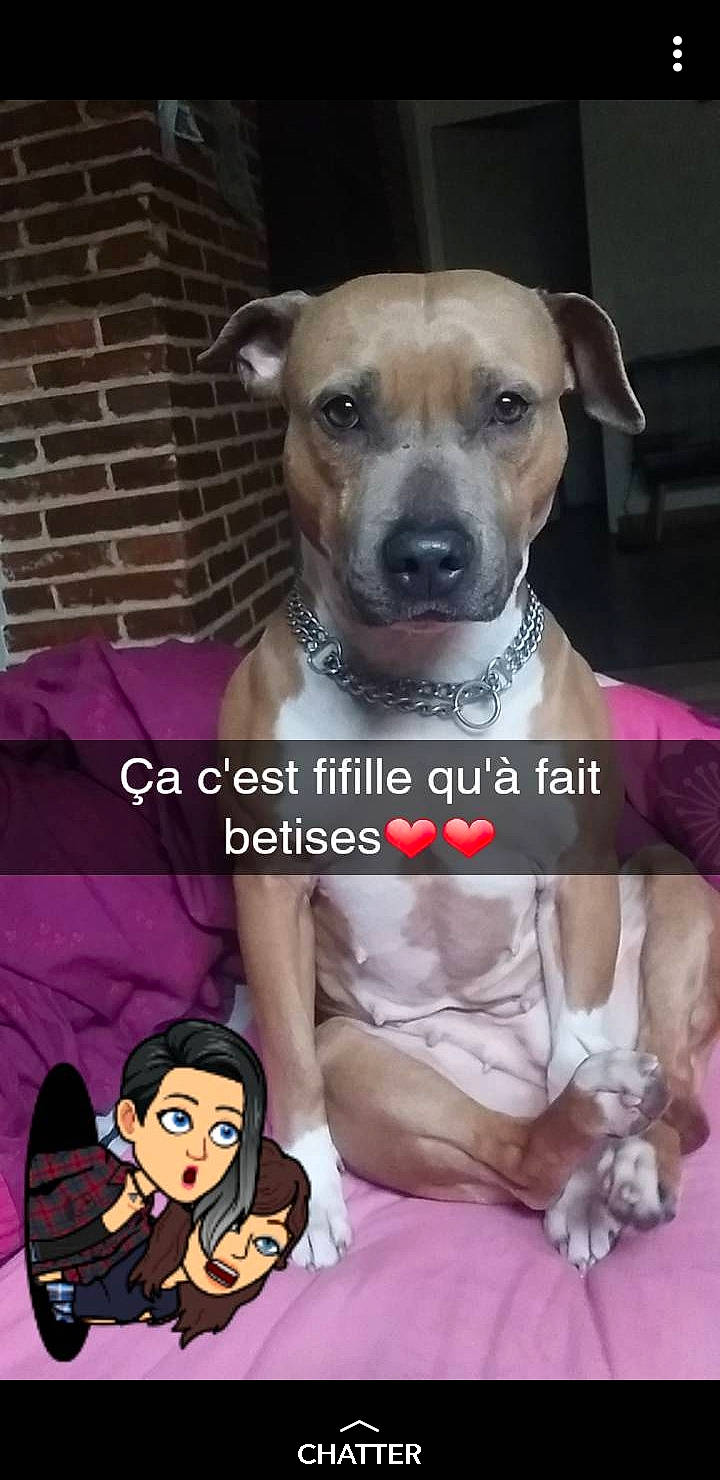 Chupa a rejoint le concours — aidez-le/la à gagner de superbes lots ! ancient_dog_breeds, canidae, carnivore, collar, companion_dog, dog, dog_breed, dog_collar, dog_supply, fawn, font, magenta, non_sporting_group, pet_supply, photo_caption, snout, sporting_group, terrestrial_animal, vertebrate, whiskers