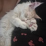 Bacchus participe au concours pour gagner de l'argent avec cette photo : kitten, cat, sleeping, paw, pink_paw_pads, white_fur, fluffy, cute, person, black_clothing, mickey_mouse_pattern, red_pattern, cozy, nap, close_up, indoor, resting, pet, animal, soft