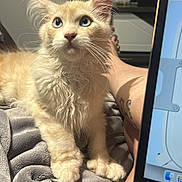 Bacchus participe au concours pour gagner de l'argent avec cette photo : kitten, cat, blue_eyes, fluffy, curious, indoor, blanket, person, tattoo, leg, laptop, technology, cozy, fur, whiskers, paw, relaxing, home, soft, pet