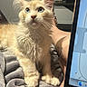 kitten, cat, blue_eyes, fluffy, curious, indoor, blanket, person, tattoo, leg, laptop, technology, cozy, fur, whiskers, paw, relaxing, home, soft, pet