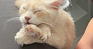 Bacchus a rejoint le concours — aidez-le/la à gagner de superbes lots ! cat, fluffy, cream_colored, couch, armrest, paw, grooming, indoor, person_arm, cushion, gray, relaxed, pet, feline, whiskers, ears, nose, tongue, home, living_room