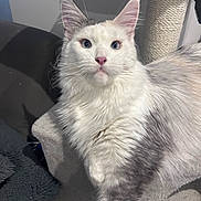 Zeline participe au concours pour gagner de l'argent avec cette photo : cat, feline, pet, blue_eyes, white_fur, gray_fur, fluffy, cat_tree, indoor, animal, cute, alert, ears, whiskers, portrait, domestic_cat, resting, soft_fur, looking, close_up