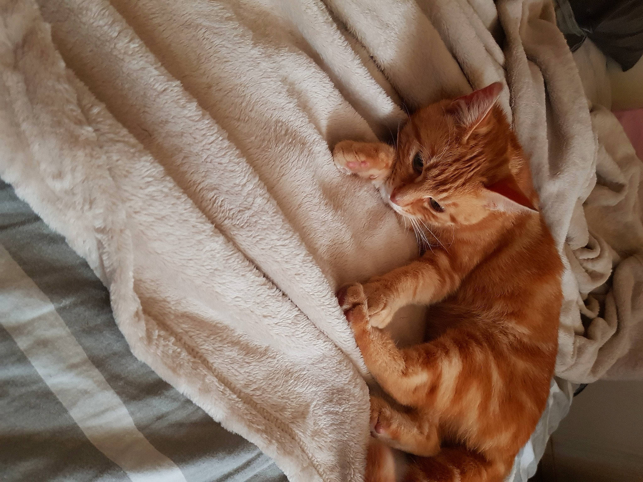 Ralph a rejoint le concours — aidez-le/la à gagner de superbes lots ! bed_sheet, blanket, brown, carnivore, cat, close_up, comfort, fawn, felidae, fur, human_leg, linens, pattern, peach, sleeve, small_to_medium_sized_cats, textile, whiskers